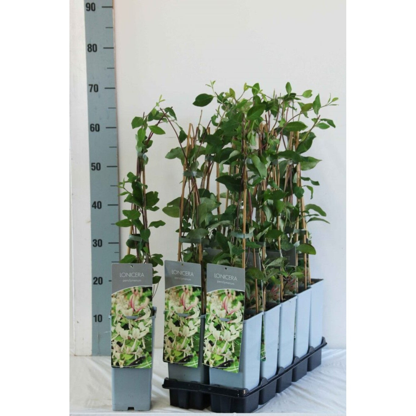 Kaprifol – Lonicera periclymenum - C2 50-60 CM 3 Stick